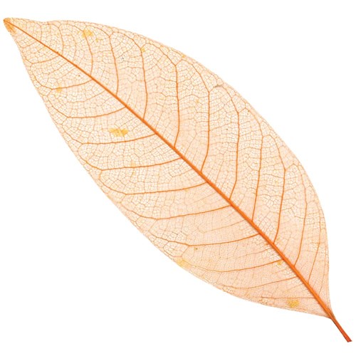 Skeleton Leaves - Orange - Pack of 20