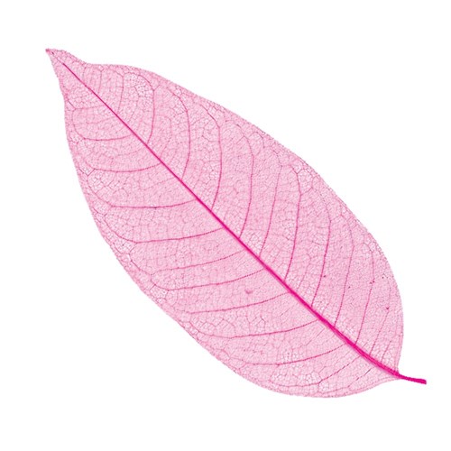 Skeleton Leaves - Pink - Pack of 20