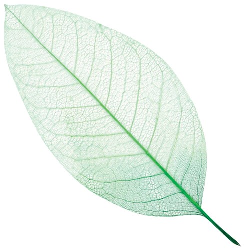 Skeleton Leaves - Assorted - Set of 4 Colours