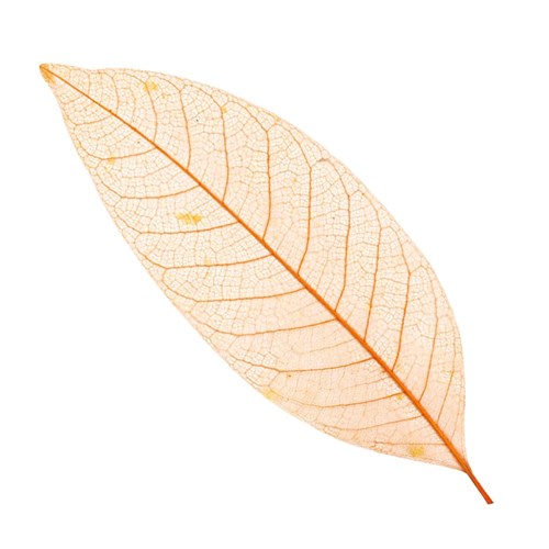 Skeleton Leaves - Assorted - Set of 4 Colours