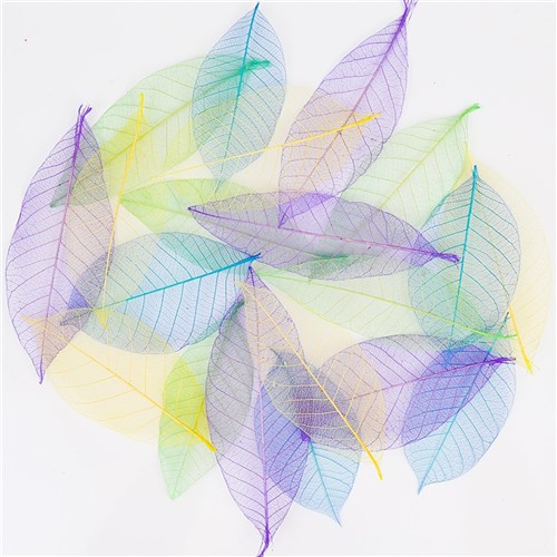 Skeleton Leaves - Yulan - Pack of 20