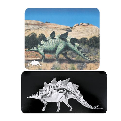 Dinosaur X-Rays - Pack of 24