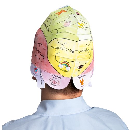 Human Brain Anatomy Hats - Pack of 10